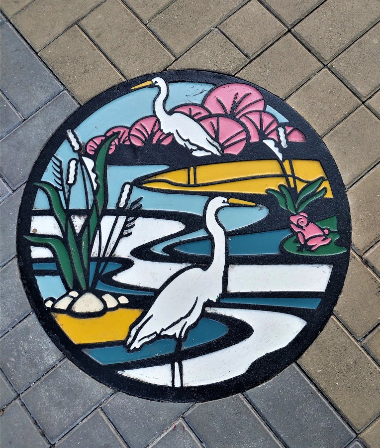 大圍港鐵站附近的特色渠蓋上，姿態優雅的小白鷺站在碧波蕩漾的溪流間，令人賞心悅目。（圖片來源：「大圍友‧沙田友」facebook專頁）