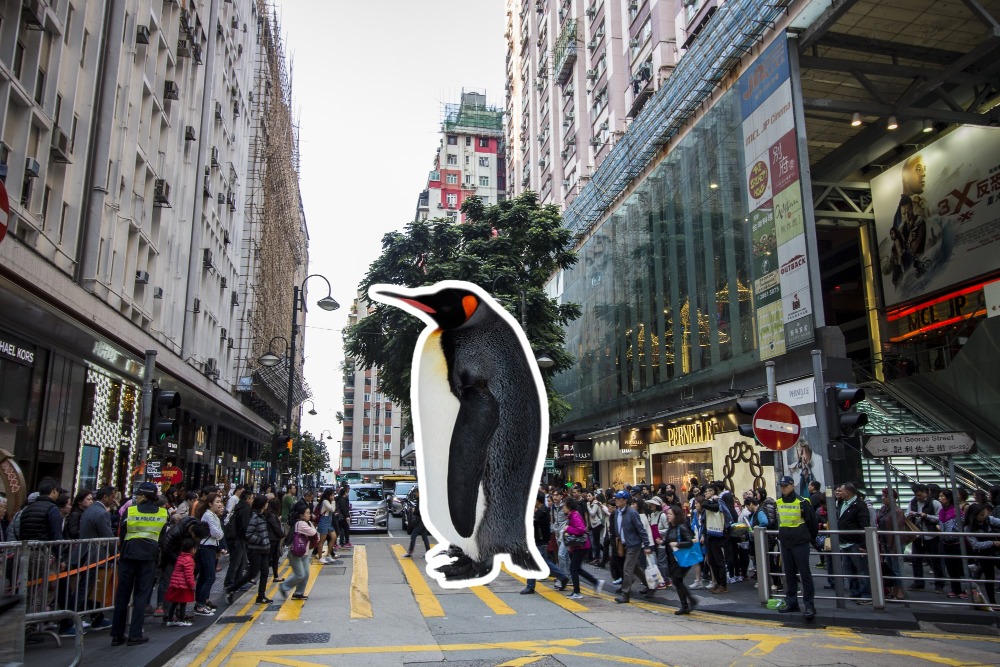 香港歷史博物館前館長丁新豹曾跟傳媒分享1960年代在銅鑼灣百德新德看見企鵝的稀奇景象，事隔半世紀仍對企鵝一擺一擺地前行的姿態印象深刻。（圖片來源：Getty）