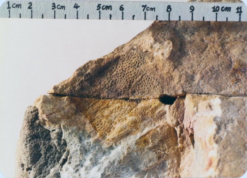 First-ever dinosaur fossil found in Hong Kong! | Hong Kong | Greater ...
