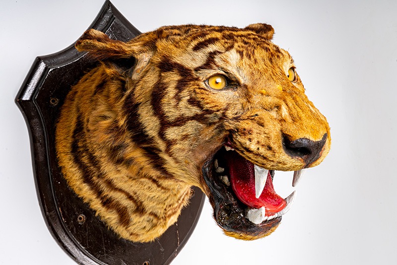 从警队博物馆博物馆展出的老虎头标本顶中央，仍可清晰见到当年致命一枪的弹痕。