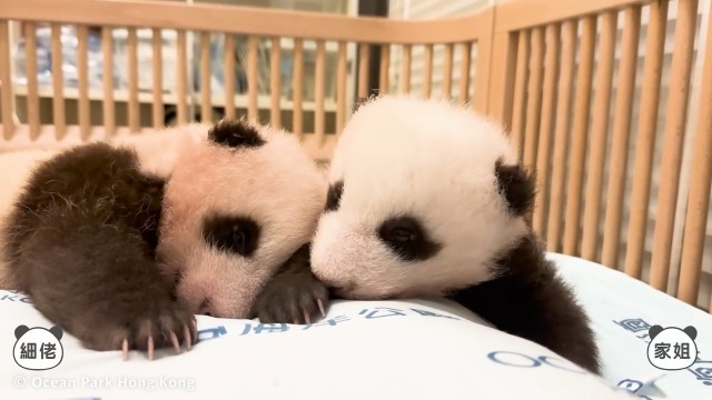 港产大熊猫