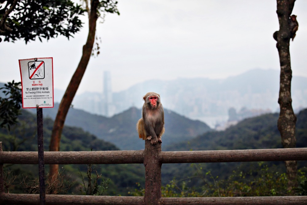 猕猴 由大埔道的路边至金山郊野公园范围内,都不时看到猕猴的身影。