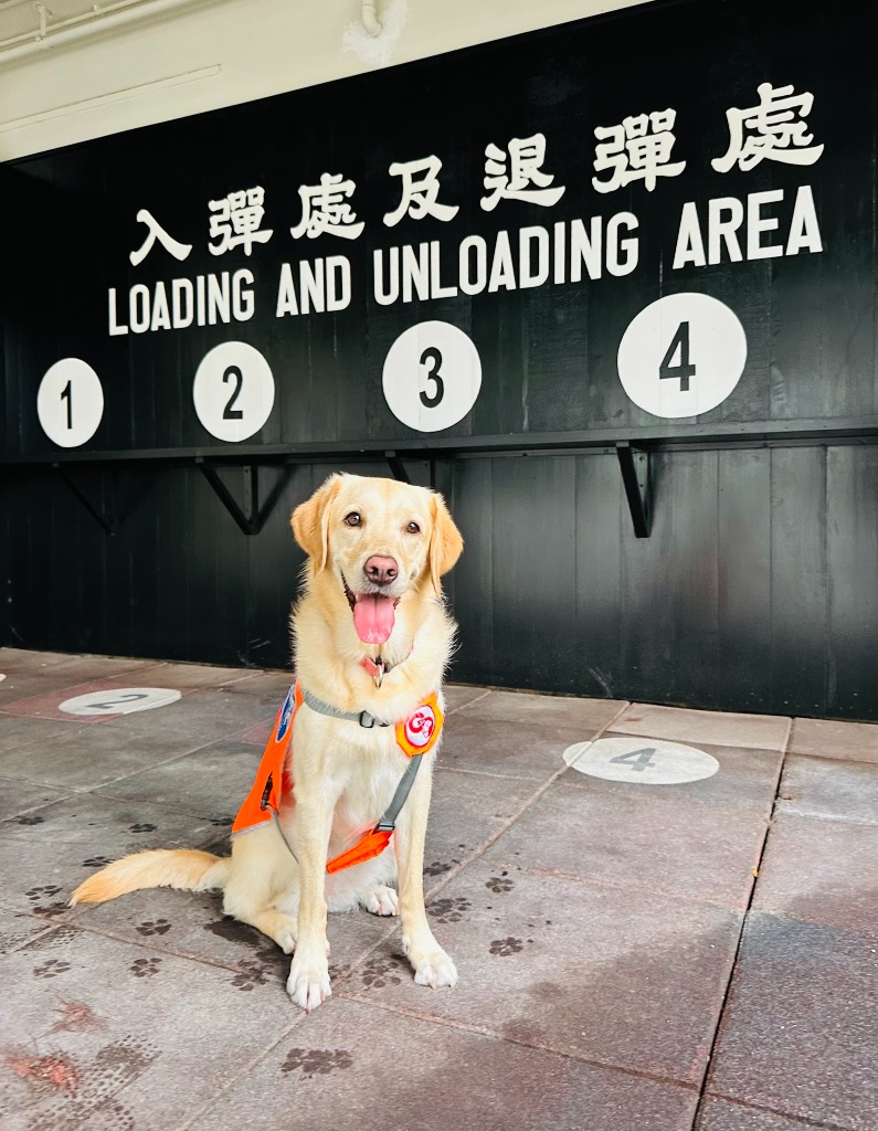 香港導盲犬學苑可同時訓練20至30隻導盲犬，以及培育20隻幼犬。