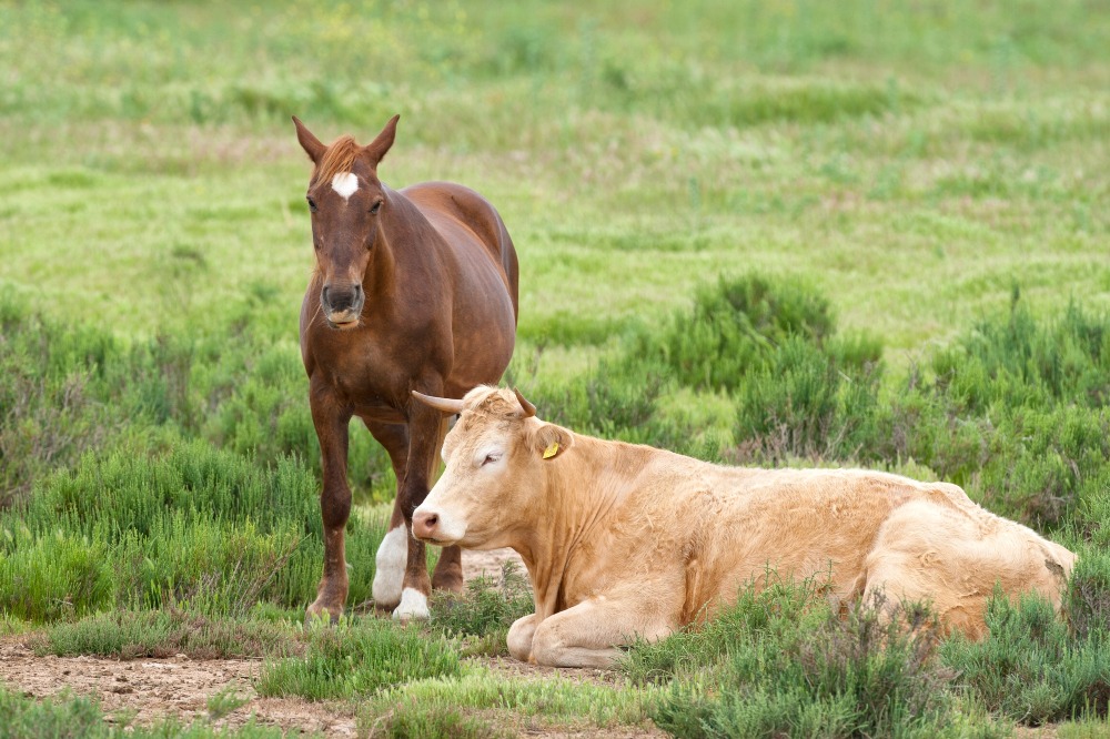 古代，牛和馬都代表勤奮的意思，「做牛做馬」比喻為一個人勤奮辛勞工作。