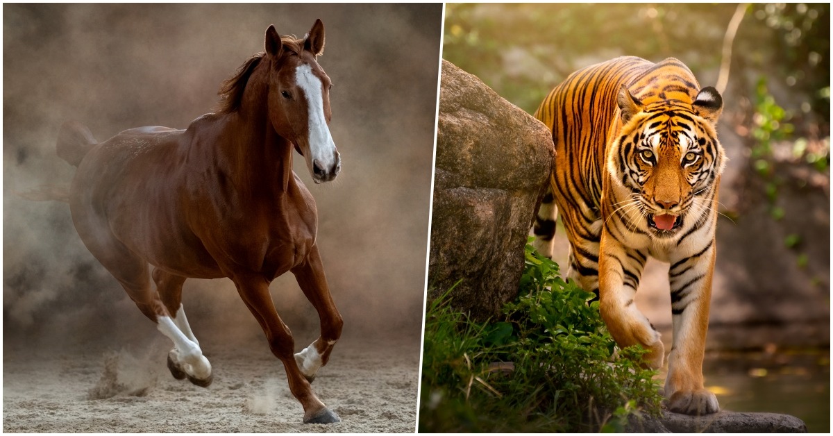 奔馳的馬加上凶猛的老虎，成為形容做事不認真的人代名詞，背後有一個畫家喪子的故事。