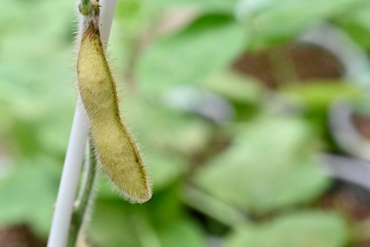 隴黃大豆耐鹽耐旱，讓農民可以在內地較貧瘠耕地成功栽種大豆。