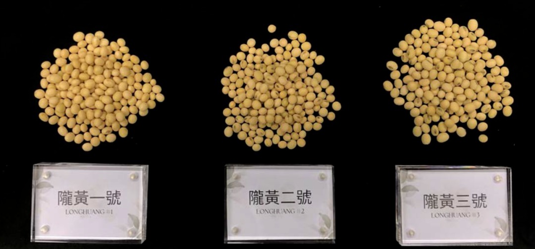 耐鹽耐旱大豆品種隴黃1號、2號及3號。