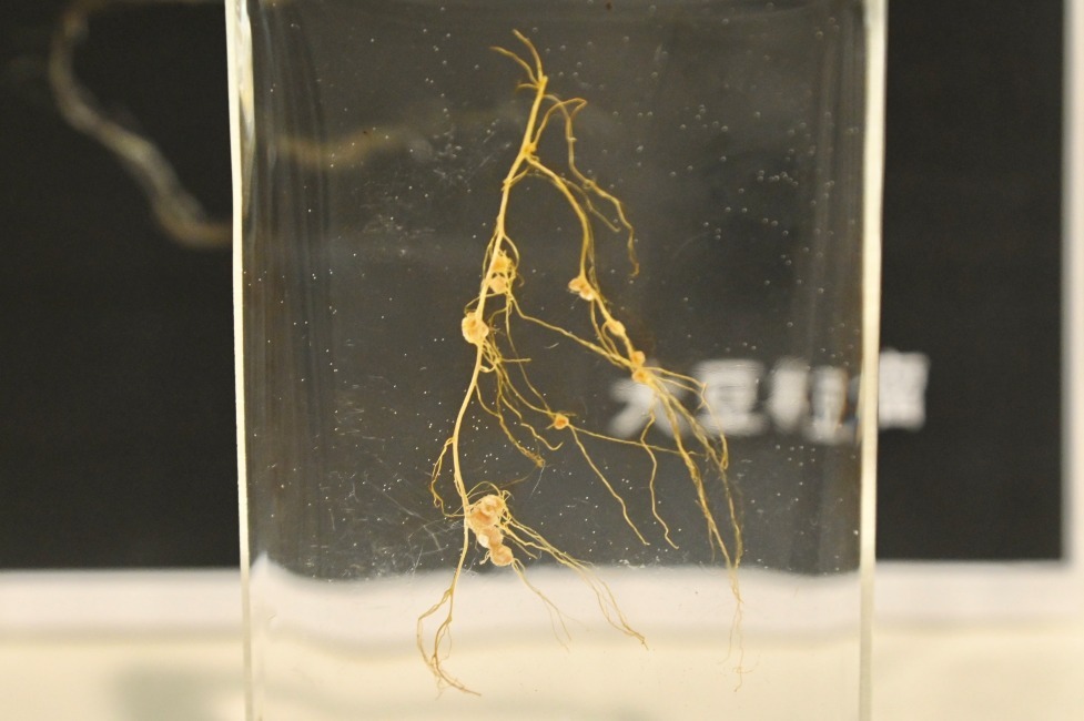 根瘤菌是與豆類作物根部共生的細菌，能減少使用氮肥及二氧化碳排放，提高大豆產量。