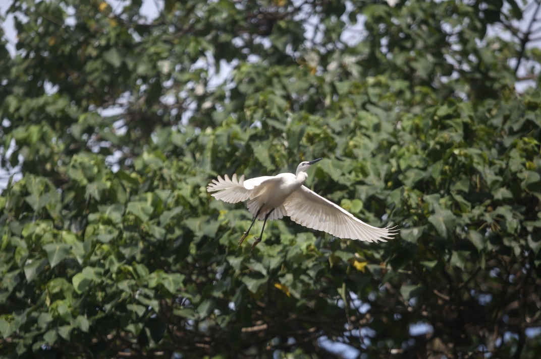 大埔圓崗山的斜坡上有片茂密的鷺鳥林，為香港第二大的鷺鳥繁殖基地