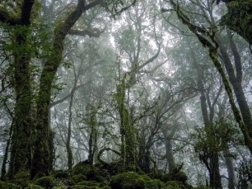 Ailao Mountain has large areas of primeval forest