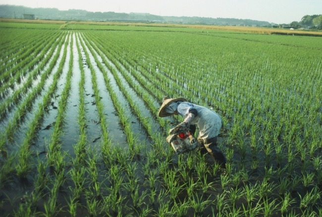 Southeastern China has abundant rainfall, and its main crop is rice.