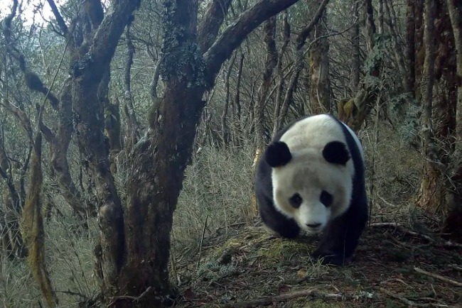 四川馬鞍山有野生熊貓，圖為馬鞍山保護區紅外相機拍到的熊貓。