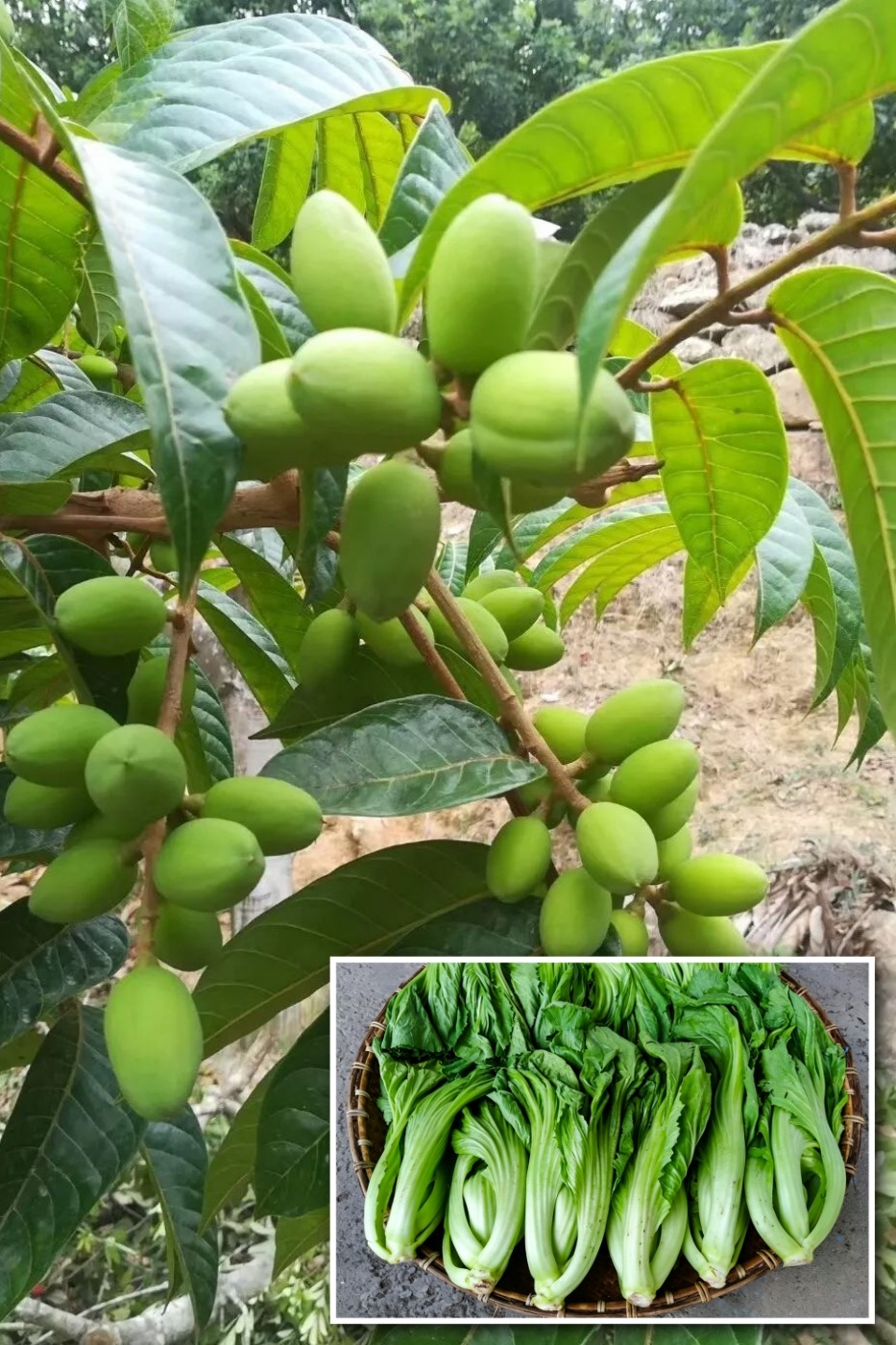 橄欖菜以青橄欖和芥菜為主要材料。