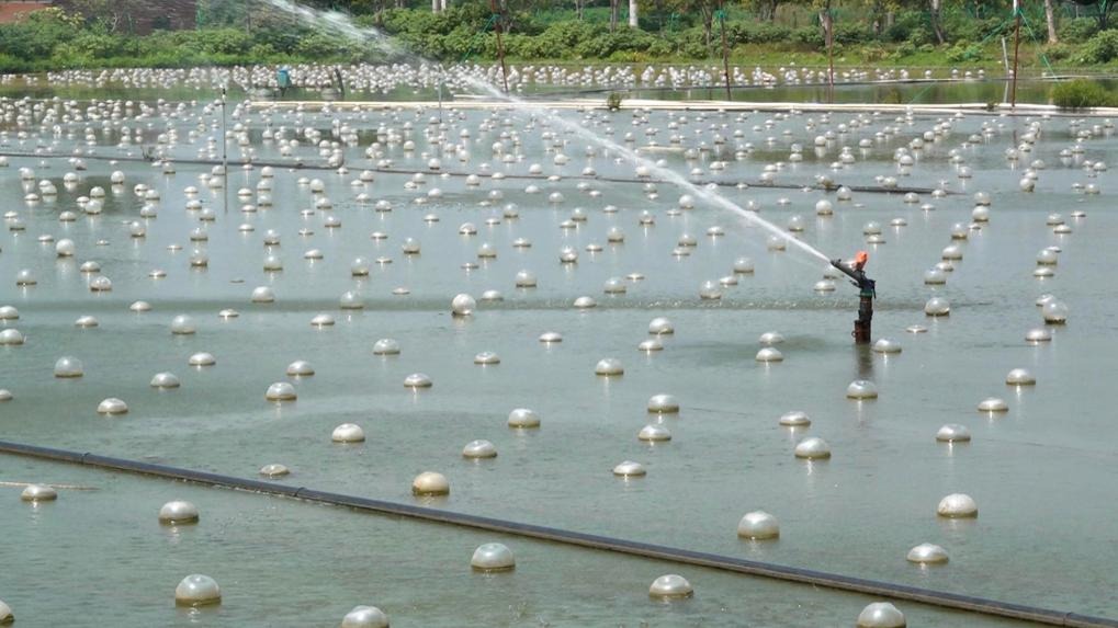 Pearl farming equipment in a Shanxiahu pond