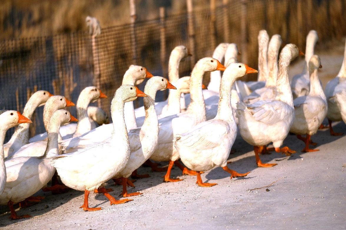 在貴州黔東南錦屏縣新化鄉新化司村，一群大白鵝正沿村道列隊前進。