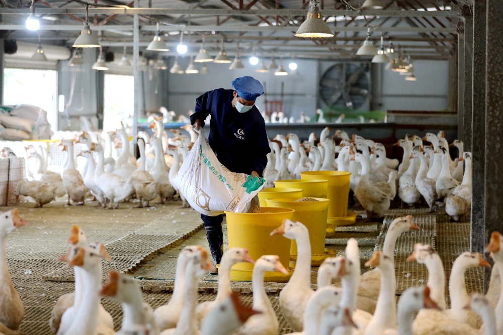 羽毛球重要生產基地錦屏縣 貴州錦屏縣一個養殖鵝場,工作人員正在給用來繁殖後代的種鵝投放食料。