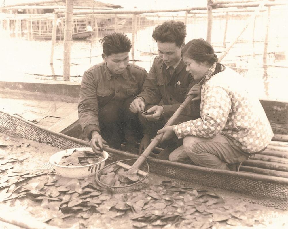 沈志榮(中)在珍珠養殖場進行採樣觀察 沈志榮(中)於1960年代在珍珠養殖場進行採樣觀察