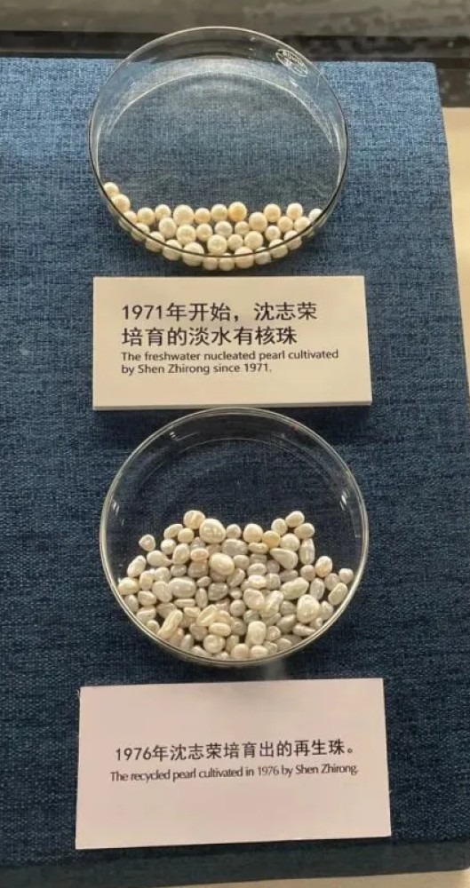 人工繁殖的珍珠 沈志榮在1970年代致力培育淡水珍珠,上圖為淡水有核珠,下圖為再生珠。