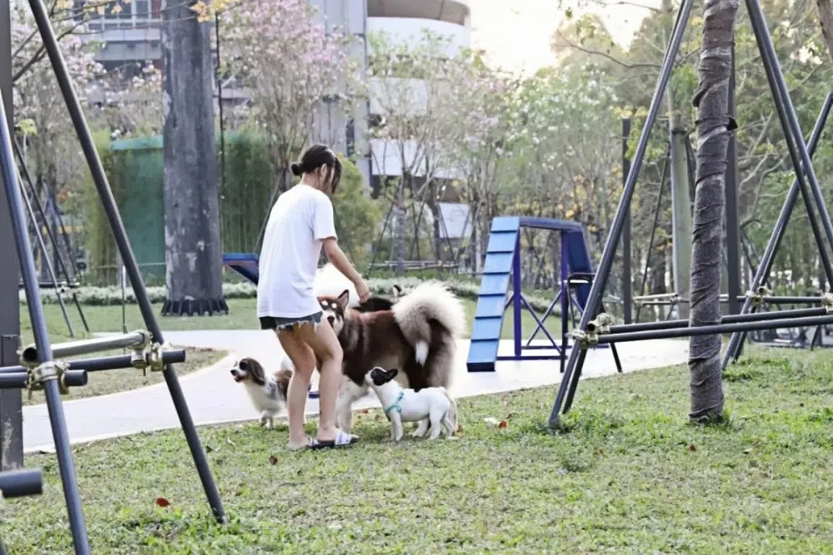 深圳有不少寵物友善公園,令不少香港寵物主友羡慕不已。 深圳有不少寵物友善公園,令不少香港寵物主友羡慕不已。