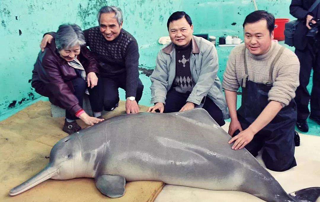 當代中國-中國瀕危動物-白鰭豚