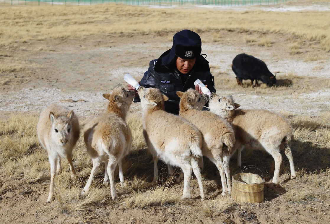 當代中國-瀕危動物-藏羚羊