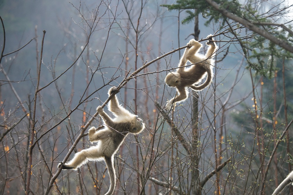 當代中國-瀕危動物-金絲猴