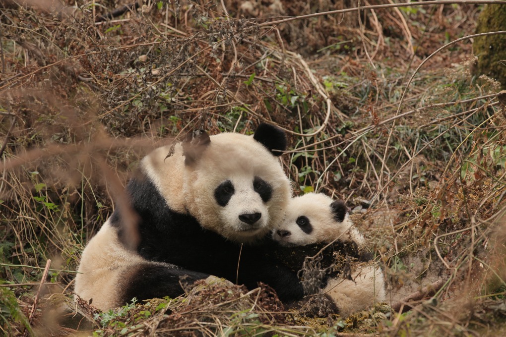 當代中國-中國瀕危動物-大熊貓