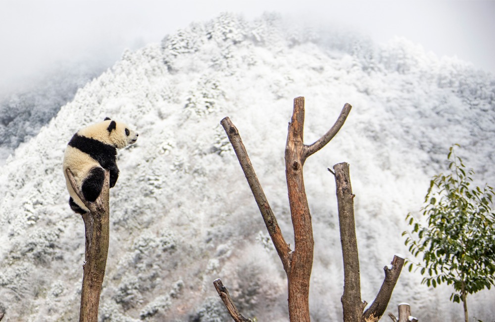 當代中國-中國瀕危動物-大熊貓