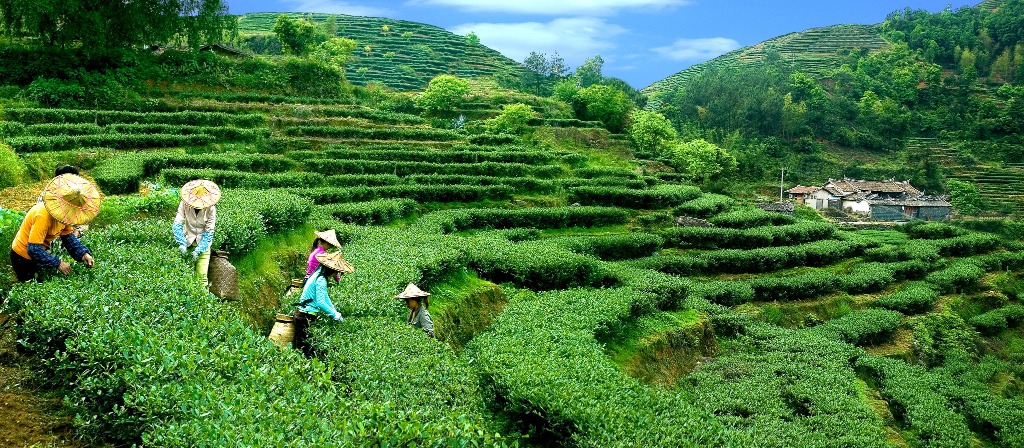 福建安溪茶园