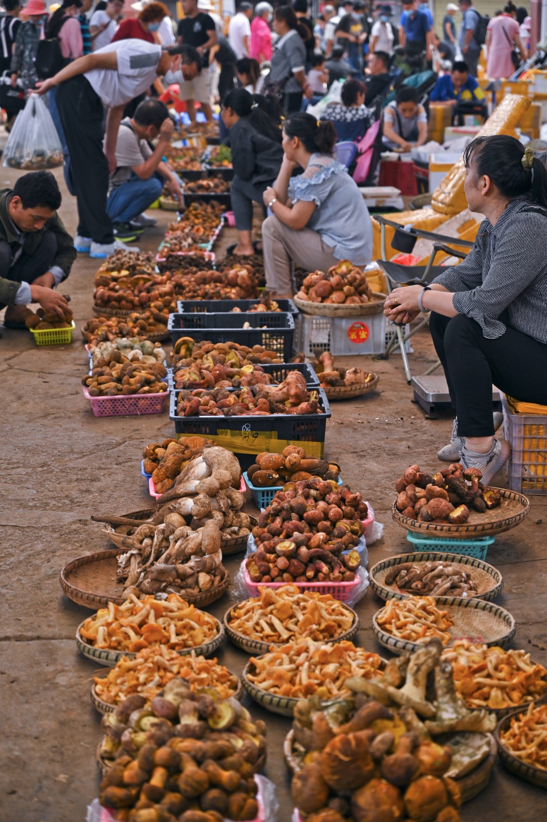 中國食用菌雲南