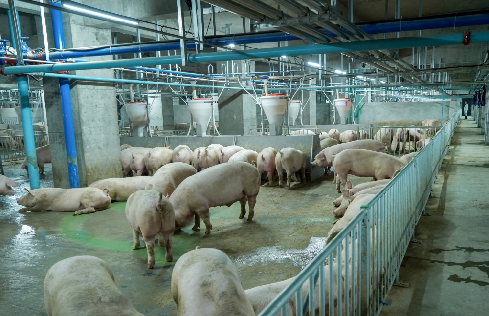 最高養豬大樓自動控制系統