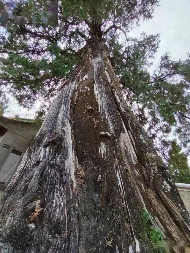 中國古樹保生柏