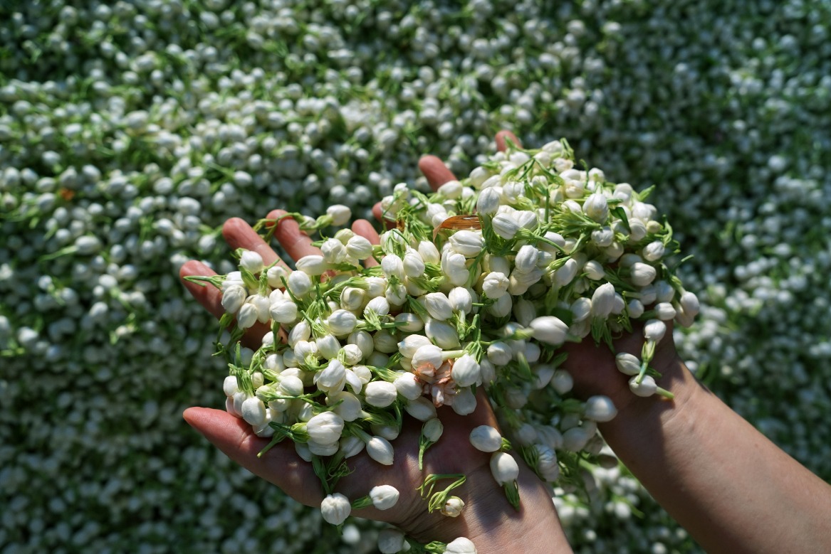 横州茉莉花