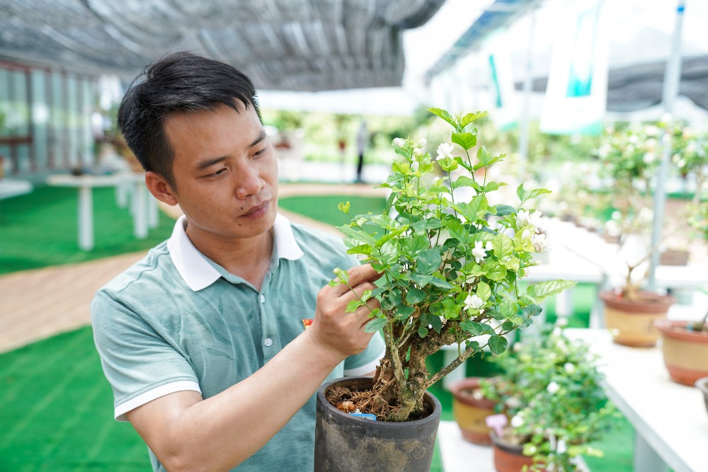 橫州茉莉花盆栽