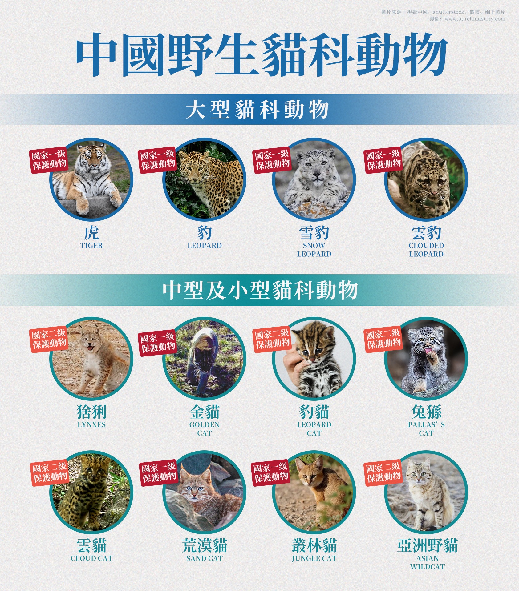 12种“猫” | 趣味数字 | 通识中国 | 当代中国