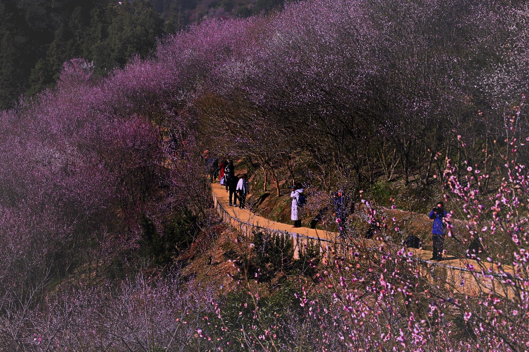 賣花漁村梅花