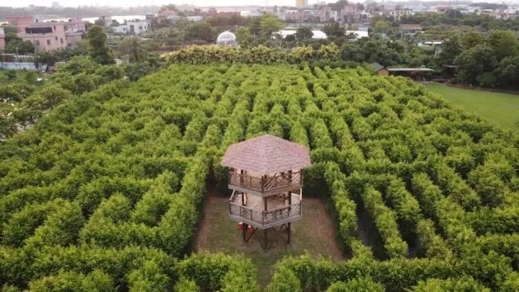 廣州閒雲農場營地植物迷宮