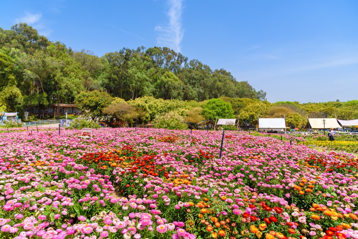 灣區4月必看花海