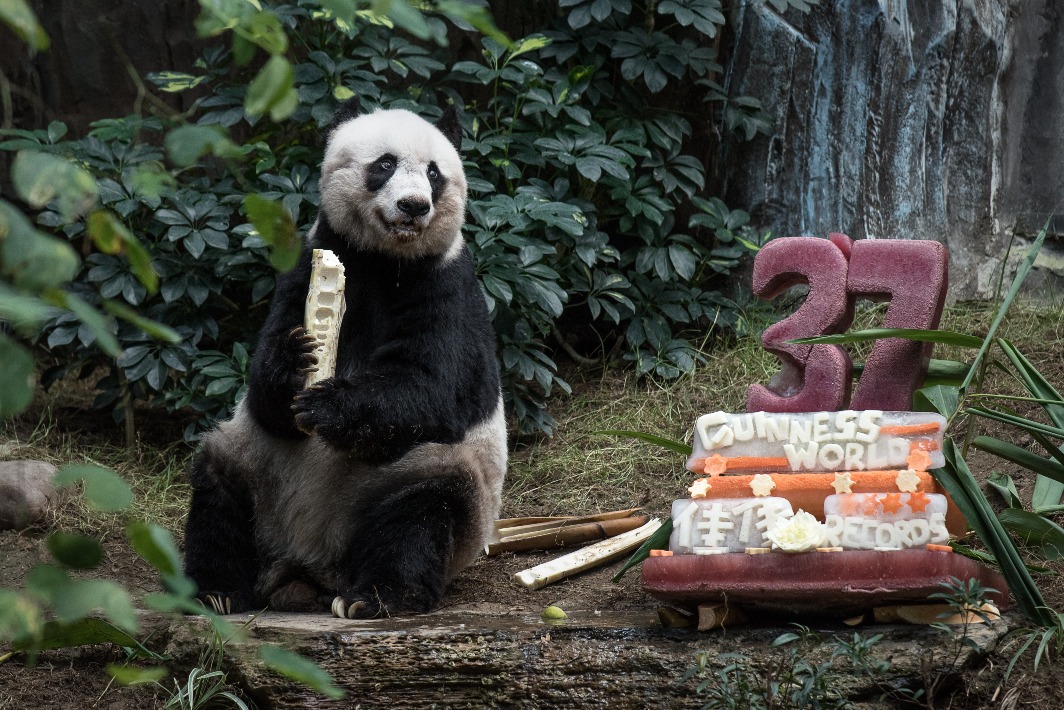 香港的「佳佳」2015年打破兩項健力士世界紀錄，成為「迄今為止最長壽的圈養大熊貓」及「最長壽的在世圈養大熊貓」，2016年以38歲高齡離世，相當於人類114歲。圖片攝於牠的37歲生日。（圖片來源：Getty）