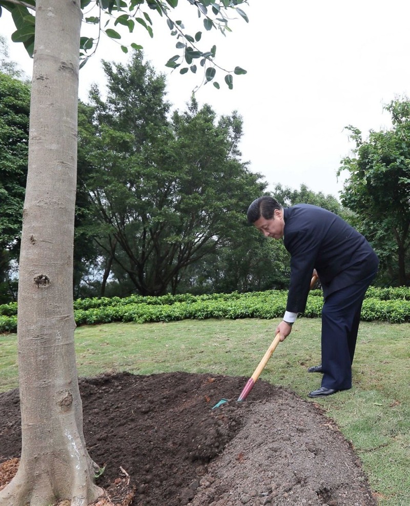 習近平深圳植樹。