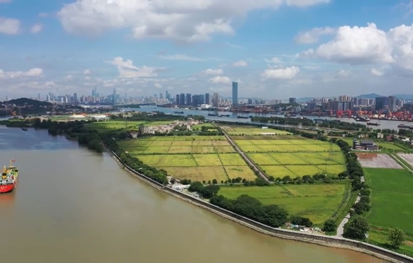  沒公車沒大橋，雖原始又有高科技，廣州大吉沙島上有一個「雜交水稻之父」袁隆平的「禾下夢」隆平稻香園，以智能化管理種植稻米。