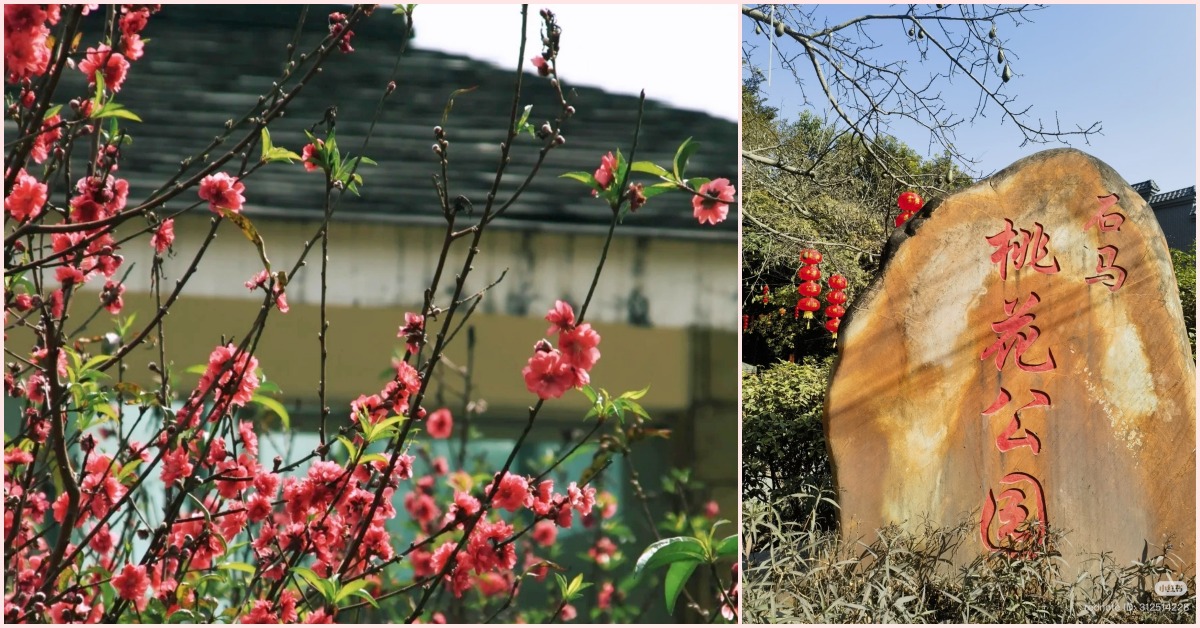 Shima peach blossoms account for 80% of Guangzhou's peach blossom market