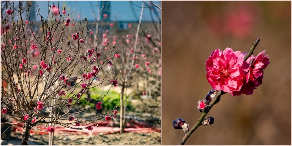 Shima peach blossoms account for 80% of Guangzhou's peach blossom market