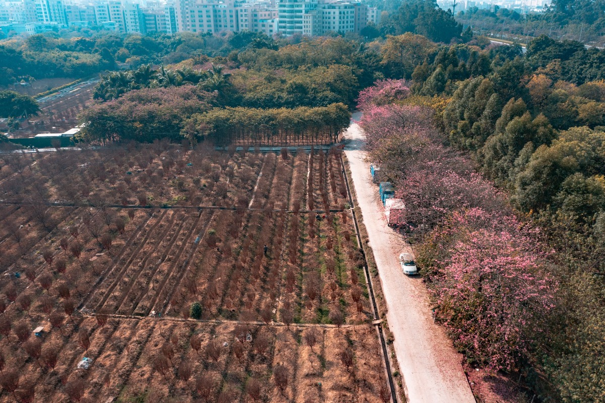 Shima peach blossoms account for 80% of Guangzhou's peach blossom market