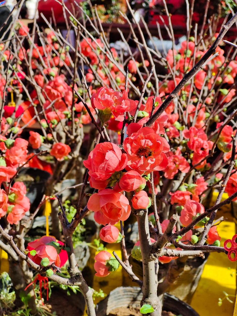 Shima peach blossoms account for 80% of Guangzhou's peach blossom market