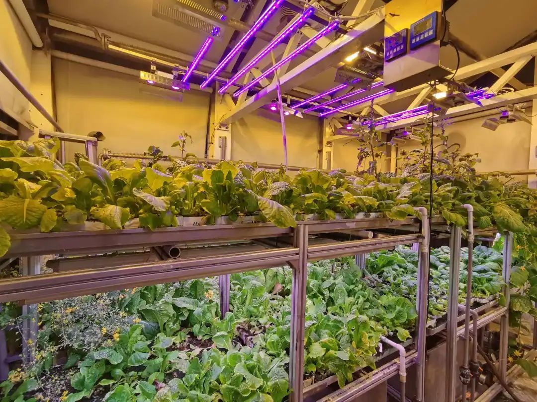 當代中國-科學探索-南極種菜4 當代中國-科學探索-南極種菜4