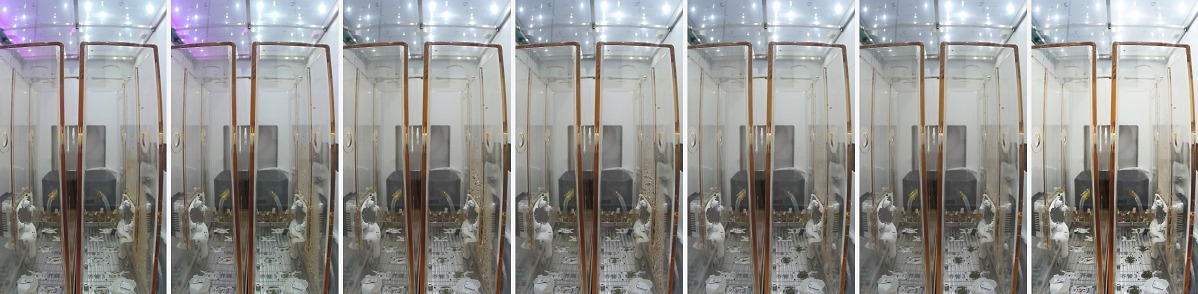 問天實驗艙內擬南芥的生長發育情況。