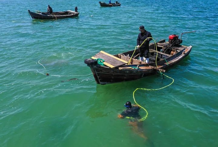 中國修復海草床05 中國修復海草床05