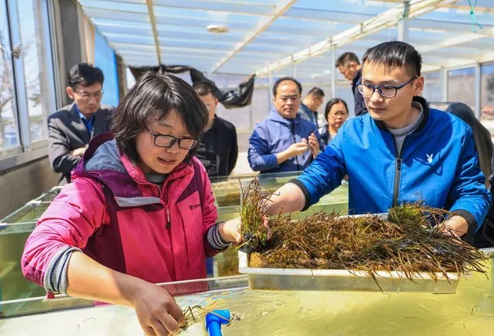 中國海草床修復02 中國海草床修復02