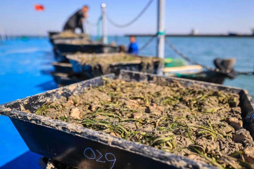 中國海草床修復03 中國海草床修復03
